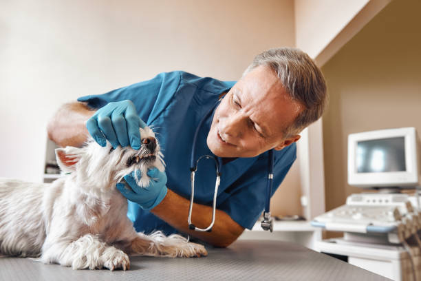 Best After-Hours Dental Trauma Care in Plains, TX